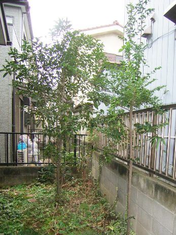 リフォーム前の庭