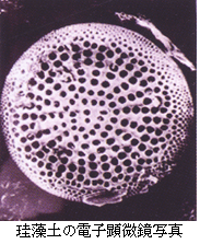 珪藻土の電子顕微鏡写真